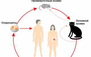 Лечение токсоплазмоза и токсокароза у детей