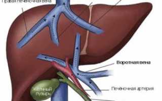 Воротная вена — анатомия сосуда, его функции и заболевания