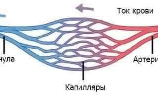 Что такое венулы, их строение и функции в организме