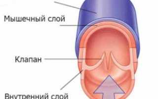 Вены: анатомия, функции и заболевания вен