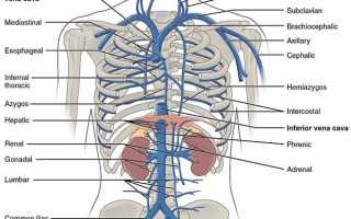 Нижняя полая вена: строение, функции и патологии сосуда