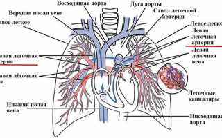 Легочные артерии —  строение, функции и патологии