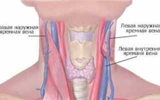 Яремная вена — анатомия, функции и патологии сосуда