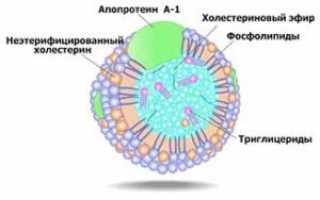 Холестерин высокой плотности (ЛПВП) — особенности и роль «хорошего» холестерина