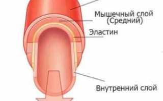 Артерии (анатомия) — строение, классификация, функции