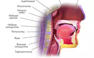 Почему ребенок храпит во сне?