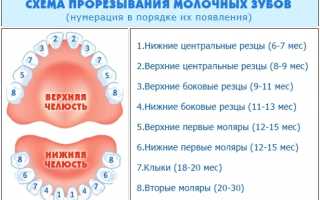 Порядок прорезывания зубов у детей