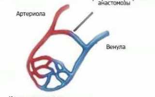 Артерио-венулярные анастомозы — что это такое, их функции и роль в организме