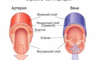 Кровеносные сосуды: строение и функции сосудов, патологии