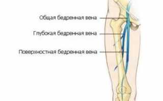 Бедренная вена — анатомия, функции и патологии бедренной вены