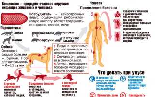 Бешенство у детей после укуса зараженного животного