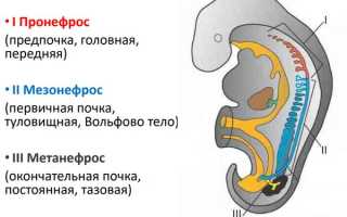 Гипоплазия почки у ребенка