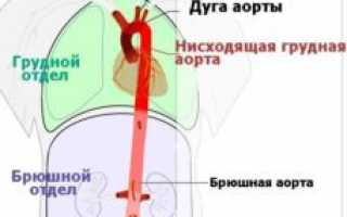 Аорта (анатомия) — строение и отделы, функции, патологии